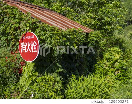 新緑の植物に覆われた消火栓と小屋 129603271