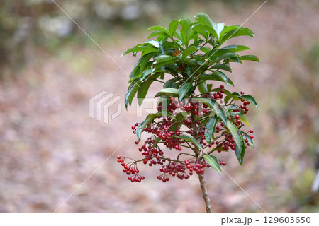 マンリョウ 129603650