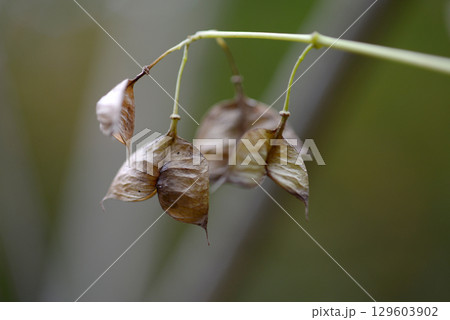 ミツバウツギ 129603902