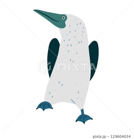 Vector Illustration of Sula Bird in Hand Drawn Style, Tropical Seabird from Galapagos Islands 129604034