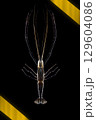 River prawn with extended claws 129604086