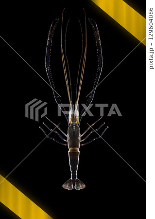 River prawn with extended claws River prawn with extended claws 129604086