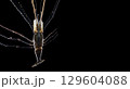 River prawn with extended claws 129604088
