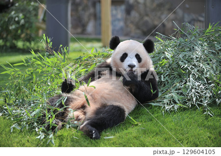 おいしそうに竹を食べる梅浜 129604105