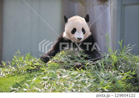 おいしそうに竹を食べる永浜 129604122