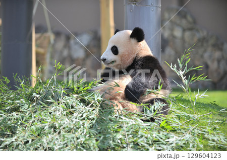 おいしそうに竹を食べる梅浜 おいしそうに竹を食べる梅浜 129604123