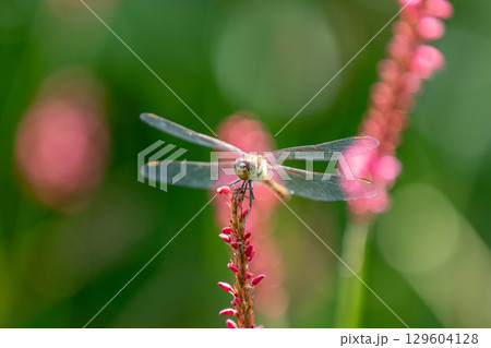 アキアカネ 129604128