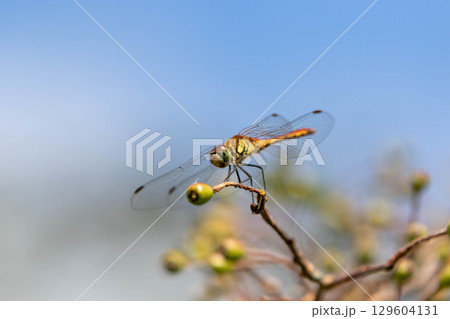 アキアカネ 129604131