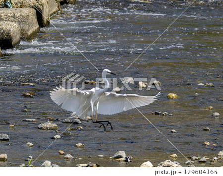 河原に舞い降りるダイサギ 129604165