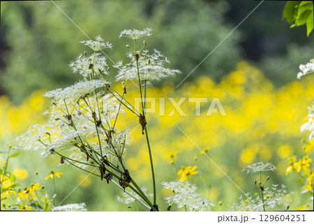 満開のシシウドとオオハンゴンソウ 満開のシシウドとオオハンゴンソウ 129604251