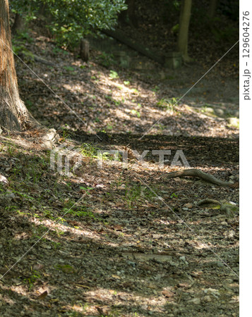 木漏れ日が射し込む山道の風景 木漏れ日が射し込む山道の風景 129604276