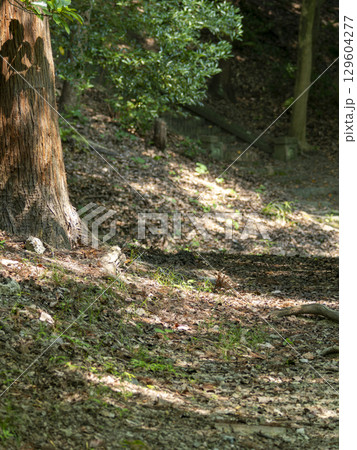 木漏れ日が射し込む山道の風景 木漏れ日が射し込む山道の風景 129604277