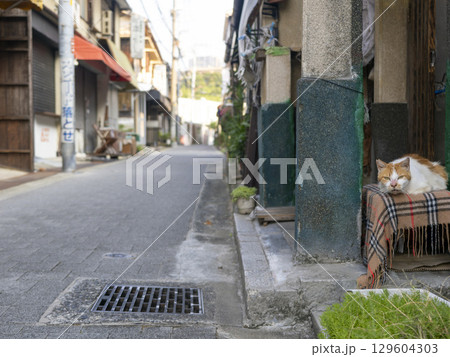 住宅地のベンチで休む猫 住宅地のベンチで休む猫 129604303