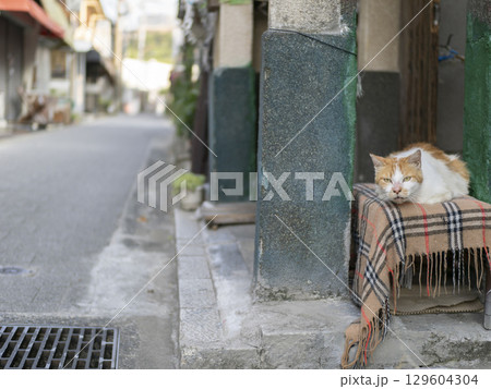 住宅地のベンチで休む猫 129604304