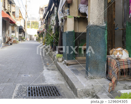 住宅地のベンチで休む猫 129604305
