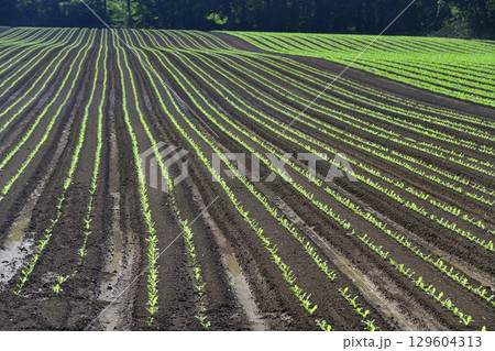 夏の北海道乙部町で芽が出てきた秋大根の風景を撮影 129604313
