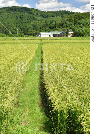 夏の北海道江差町で稲穂が出てきた水田の風景を撮影 129604421