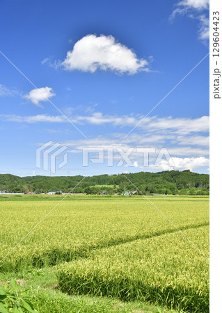 夏の北海道江差町で稲穂が出てきた水田の風景を撮影 夏の北海道江差町で稲穂が出てきた水田の風景を撮影 129604423