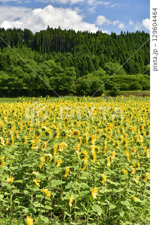 夏の北海道江差町でひまわり畑の風景を撮影 129604464