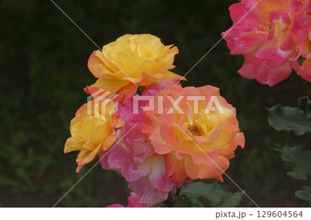 バラ バラ 129604564