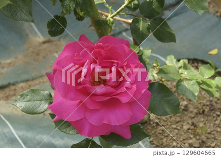 バラ バラ 129604665