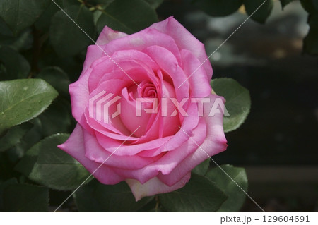 バラ 129604691