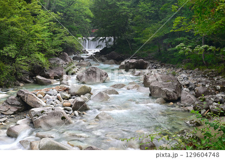 緑の中を流れる川 緑の中を流れる川 129604748