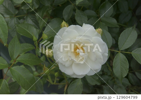 バラ 129604799