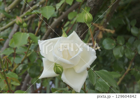 バラ 129604842