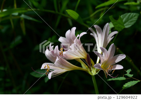 ナツズイセン 129604922