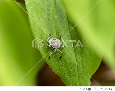 葉に止まるキマダラカメムシの幼虫 129604935