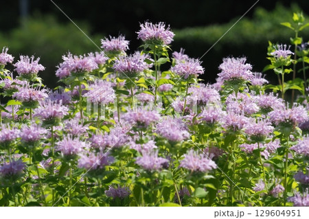ベルガモットの満開の花 ベルガモットの満開の花 129604951