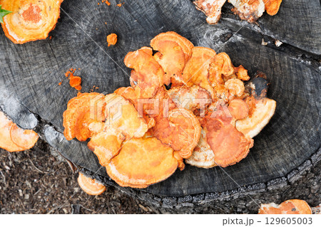 切り株に発生したヒロイタケ 切り株に発生したヒロイタケ 129605003