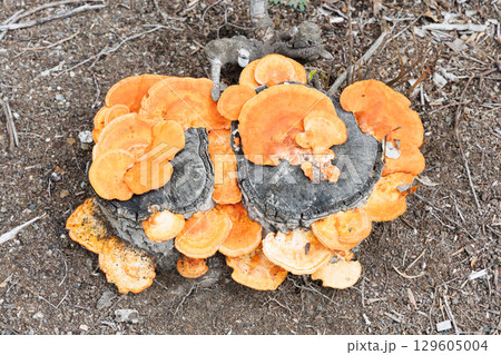 切り株に発生したヒロイタケ 切り株に発生したヒロイタケ 129605004