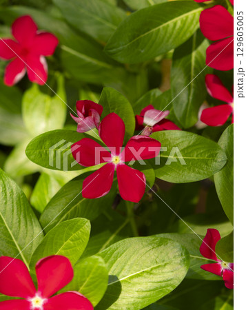 真っ赤なニチニチソウの花 129605005