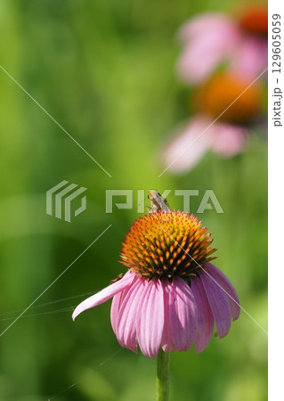 エキナセアの花とセセリチョウ エキナセアの花とセセリチョウ 129605059