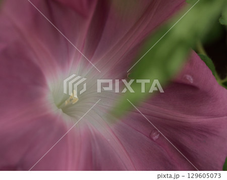 8月に美しく咲いた茶色の朝顔の花 129605073
