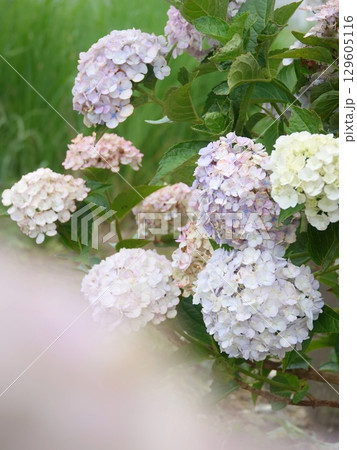 アジサイ 129605116