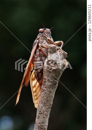 枝に止まるアブラゼミ 129605211