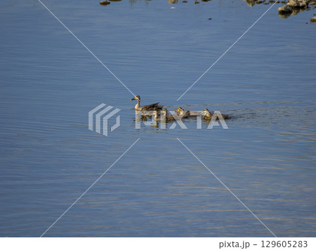 川を泳ぐカルガモの親子 129605283