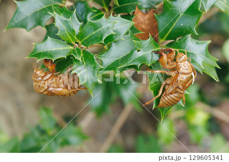脱皮したセミの抜け殻 129605341