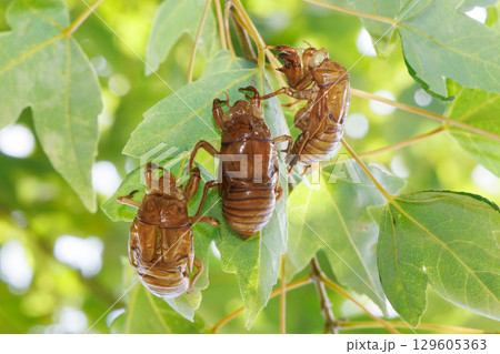脱皮したセミの抜け殻 脱皮したセミの抜け殻 129605363