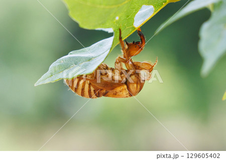 脱皮したセミの抜け殻 129605402