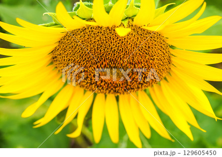 ひまわりの花のアップ ひまわりの花のアップ 129605450