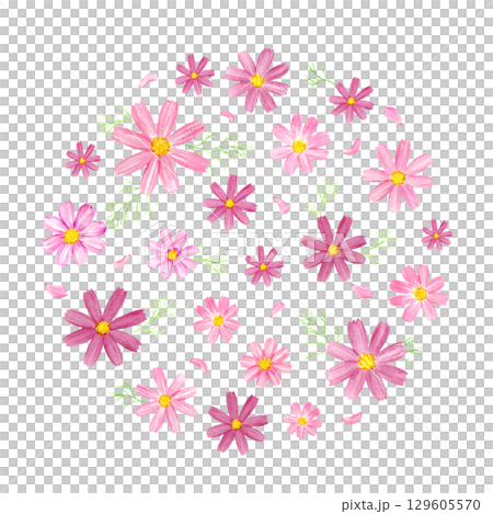 水彩で描いたコスモスの円形背景 水彩で描いたコスモスの円形背景 129605570