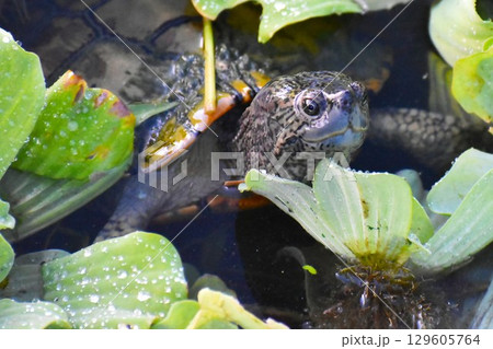 浮草をかき分け水面から頭を出すカメ 129605764