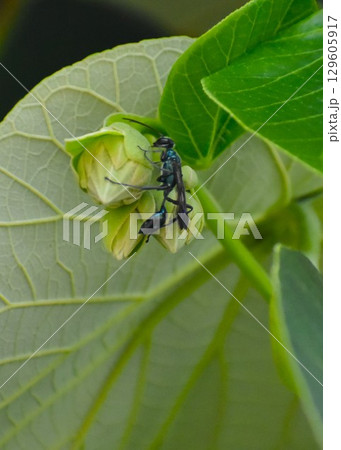オオハマボウとヤマトルリジガバチ 129605917