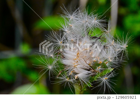 綿毛の旅立ちの時 129605921