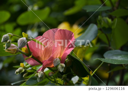 ピンクグレープフルーツの果肉色の落ちたオオハマボウの花 129606116