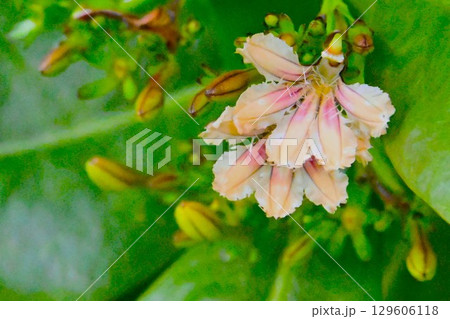 クサトベラの花 129606118